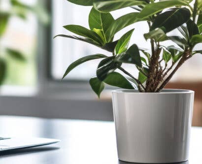 Environmental Awareness Quiz