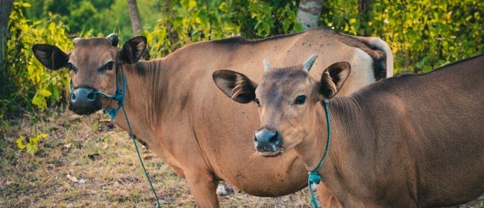 Organic farm with cows