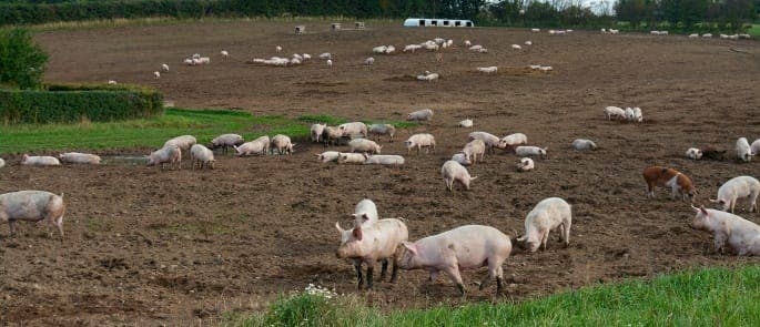 free_range_pigs_grazing