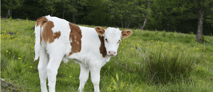 Organic jersey cow in a field