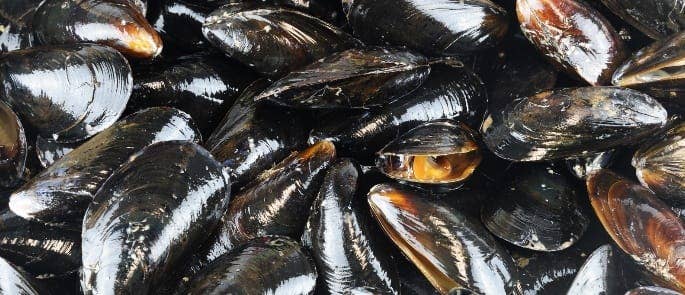 Mussels