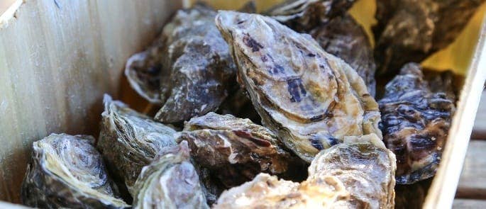 Oysters in a crate