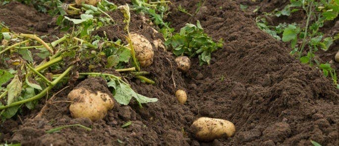 potatoes covered in soil