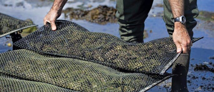 Fisherman preparing shellfish in netted bags