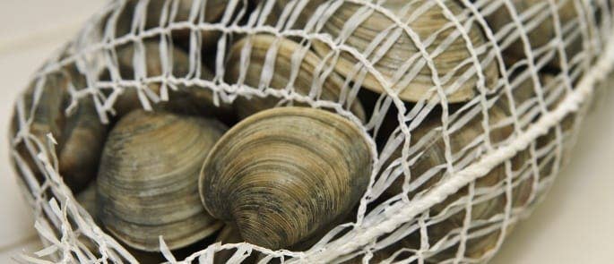 Clams stored in a mesh bag