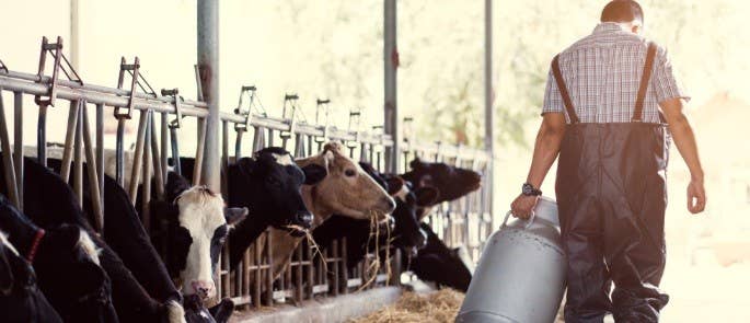 Farmer carrying a barrel in his stable