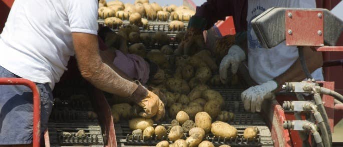 Farmers sorting through potatoes