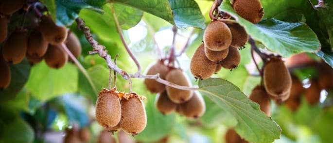 Kiwi fruit growing on a tree