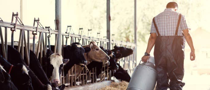 Farmer carrying a canister or potentially fraudulent milk, walking past a row of cows