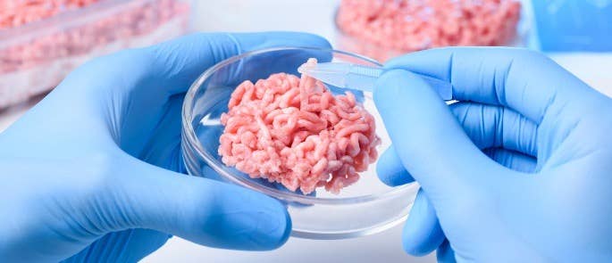 Petri dish containing mince meat being tested