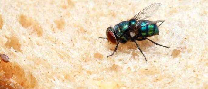 A food pest on a slice of bread