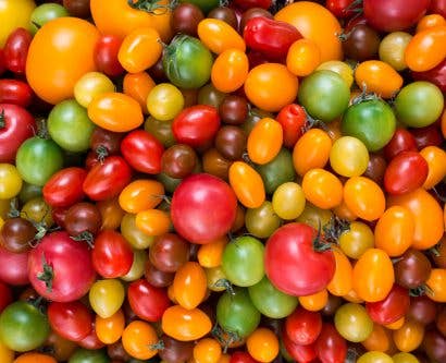 Colorful variety of tomatoes