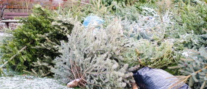 Used Christmas trees piled together with a couple of bin bags