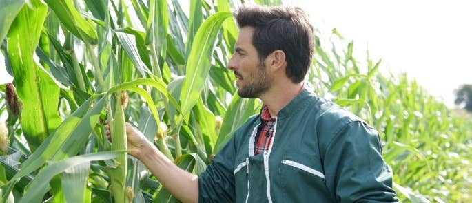 Man stands in field checking quality of corn