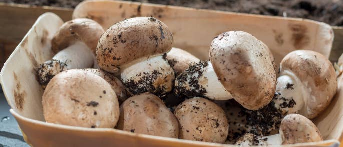 Mushrooms with soil on them