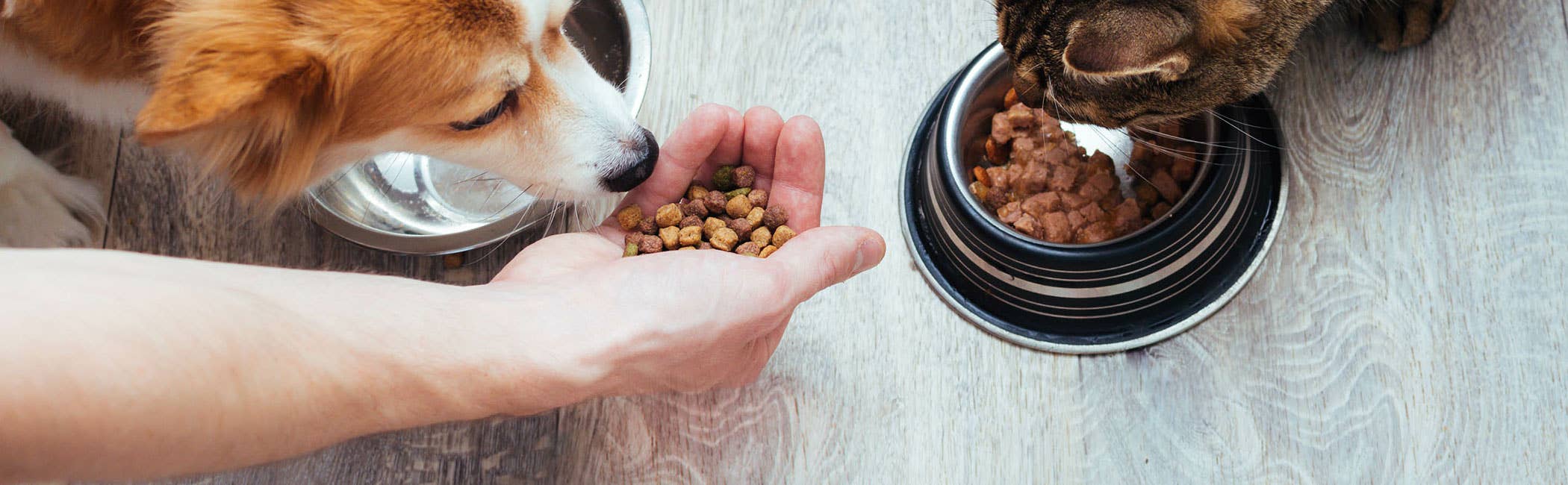 How to Start a Pet Food Business | Regulations & Advice