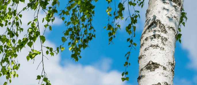 Trees, or silver birch, are one of the main types of pollen