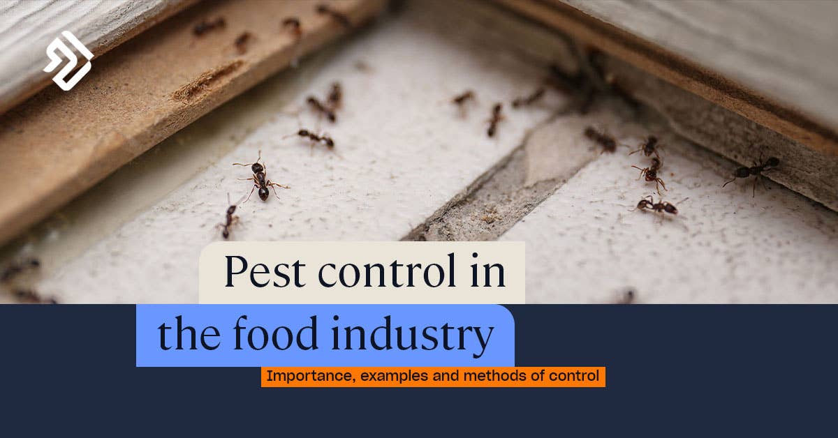 Bed Bug Extermination Buffalo Ny