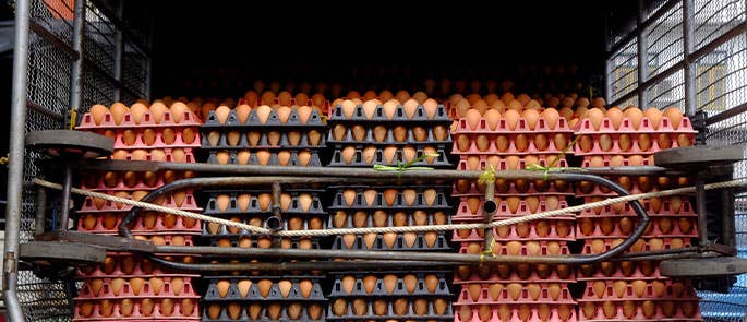 eggs being stored for proper transportation