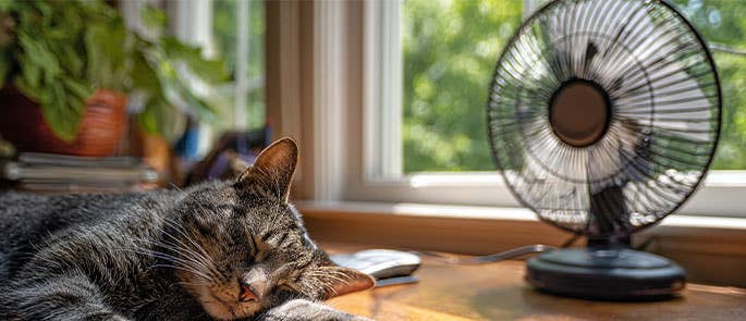 cat sleeping in front of desk fan