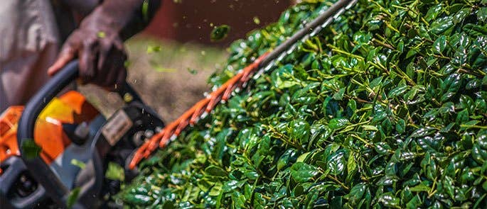 Landscaper cutting a hedge