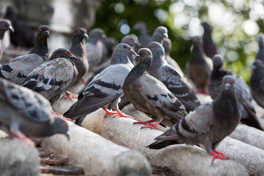 Pest Control Course
